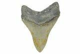 Serrated, Fossil Megalodon Tooth - North Carolina #348294-1